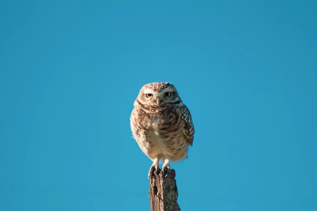 Confirmation Bias Shapes Interpretation (Image Credits: Unsplash)