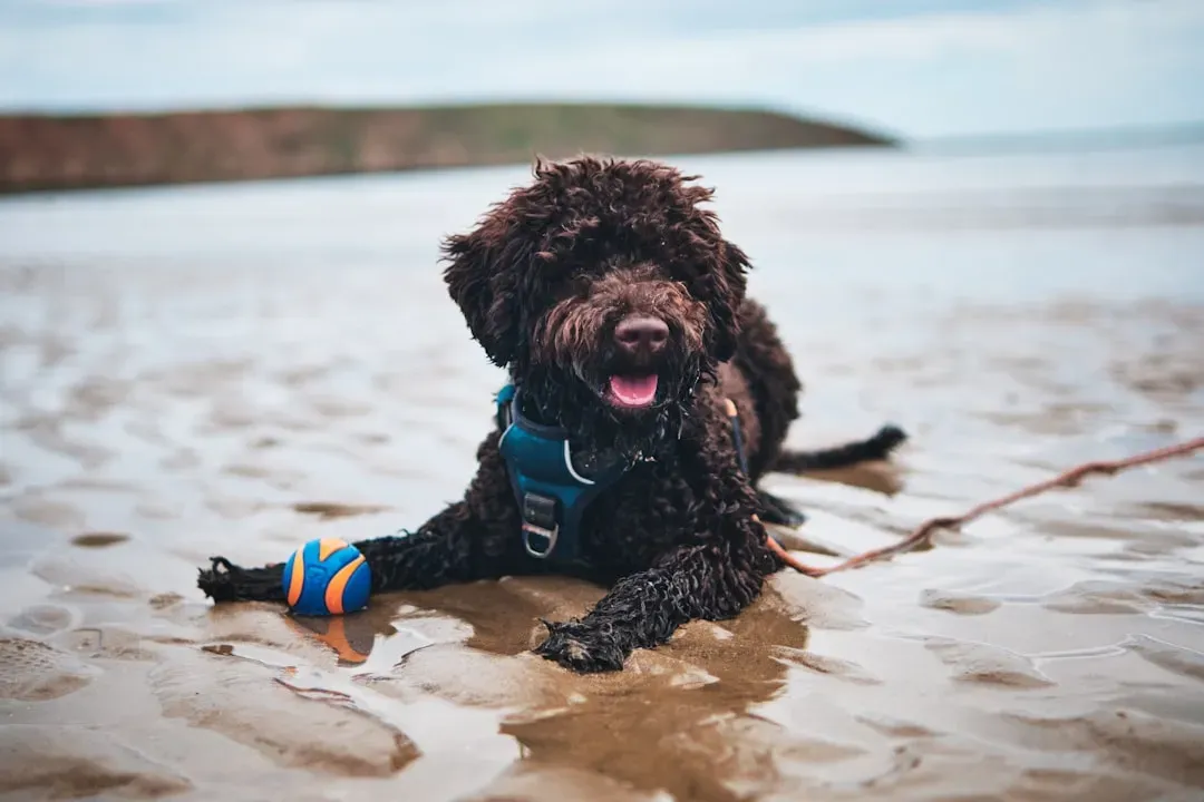 11. The Lagotto Romagnolo - The Truffle Hunting Genius (Image Credits: Unsplash)