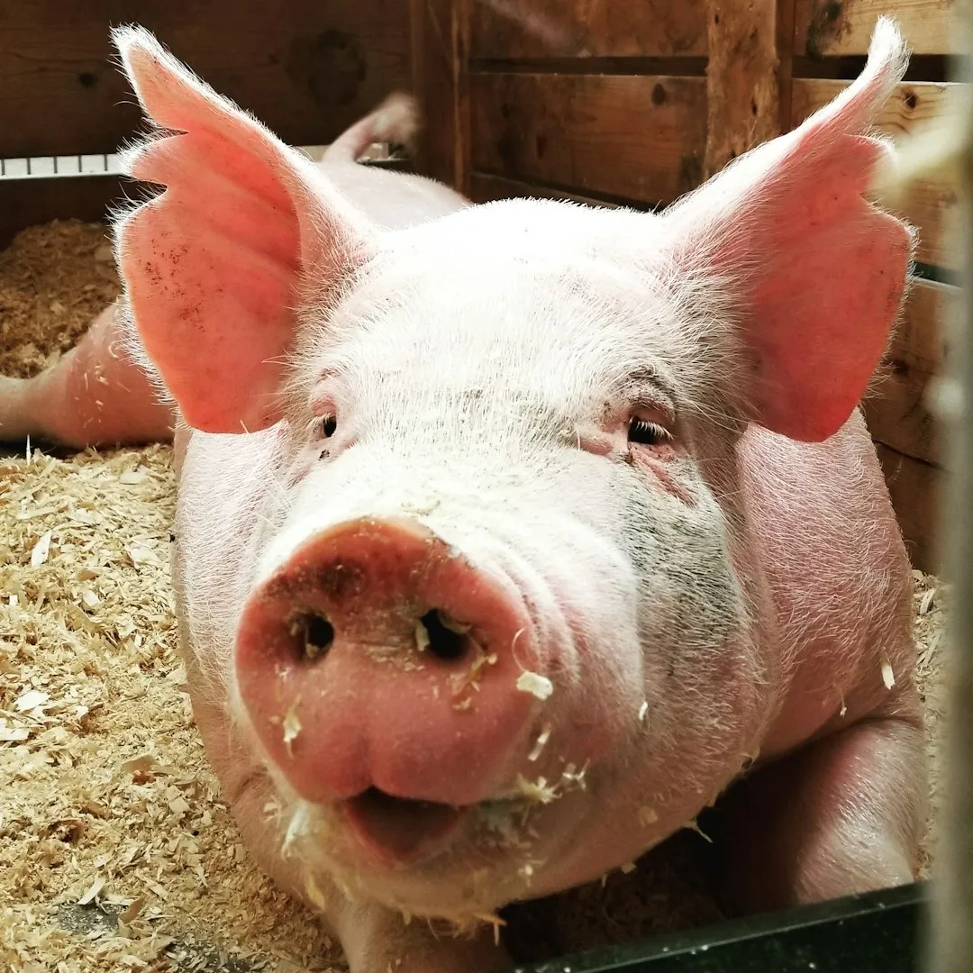Learning Speed: When Pigs Catch On Faster Than You Expect (Image Credits: Unsplash)