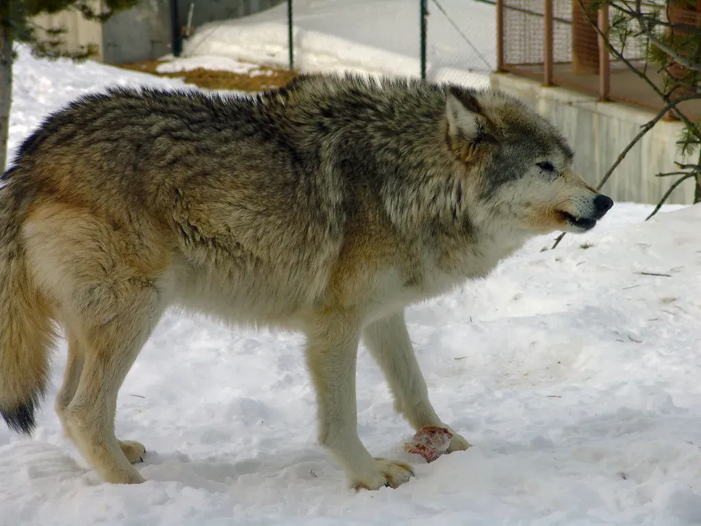Leo: The Alpha Who Was Born to Rule (Dennis from Atlanta, Flickr, CC BY-SA 2.0)