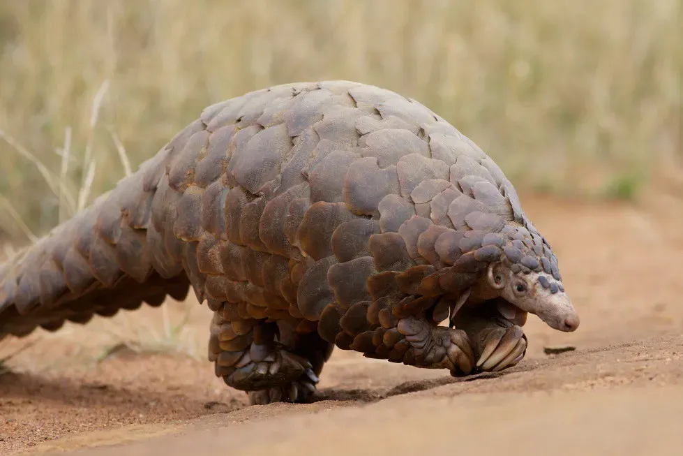 Temminck's Pangolin: The World's Most Trafficked Mammal (Image Credits: Flickr)