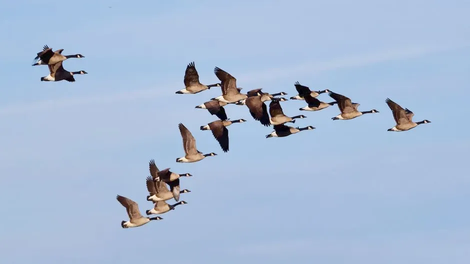 Broader Ecological Ripple Effects (Image Credits: Pexels)