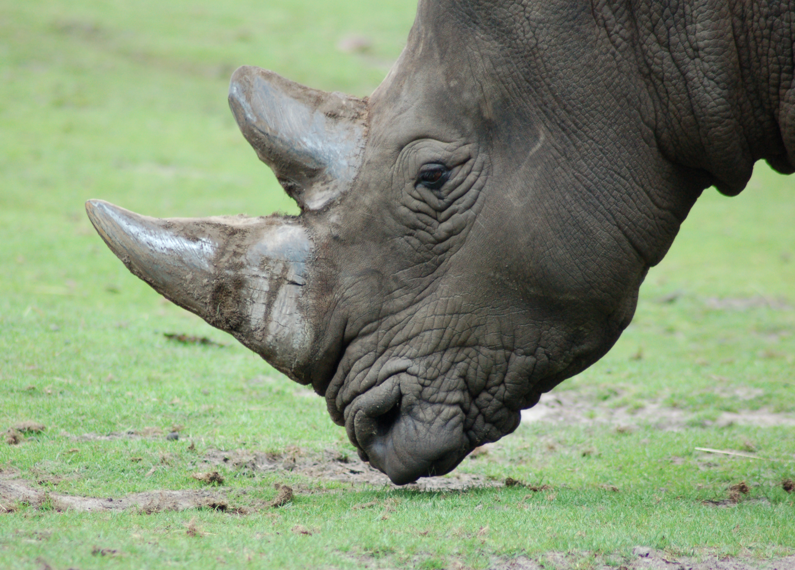The Rhinoceros: Raw Power with Peaceful Intentions (Image Credits: Wikimedia)