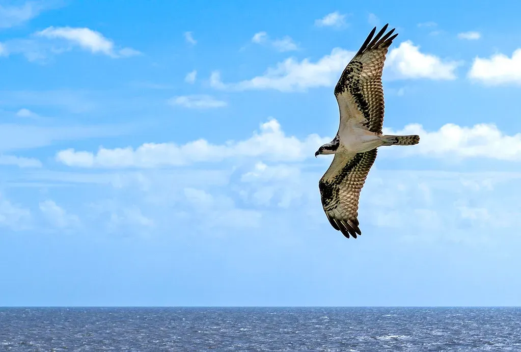 From Near Collapse To Comeback: The Osprey&rsquo;s American Story (Mike J Maguire, Flickr, CC BY 2.0)