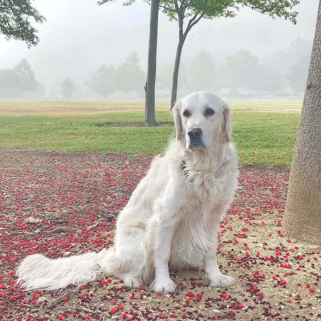#9. Golden Retriever - Security's Biggest Let-Down (And Nobody Minds) (Alex Beattie, Flickr, CC BY 2.0)