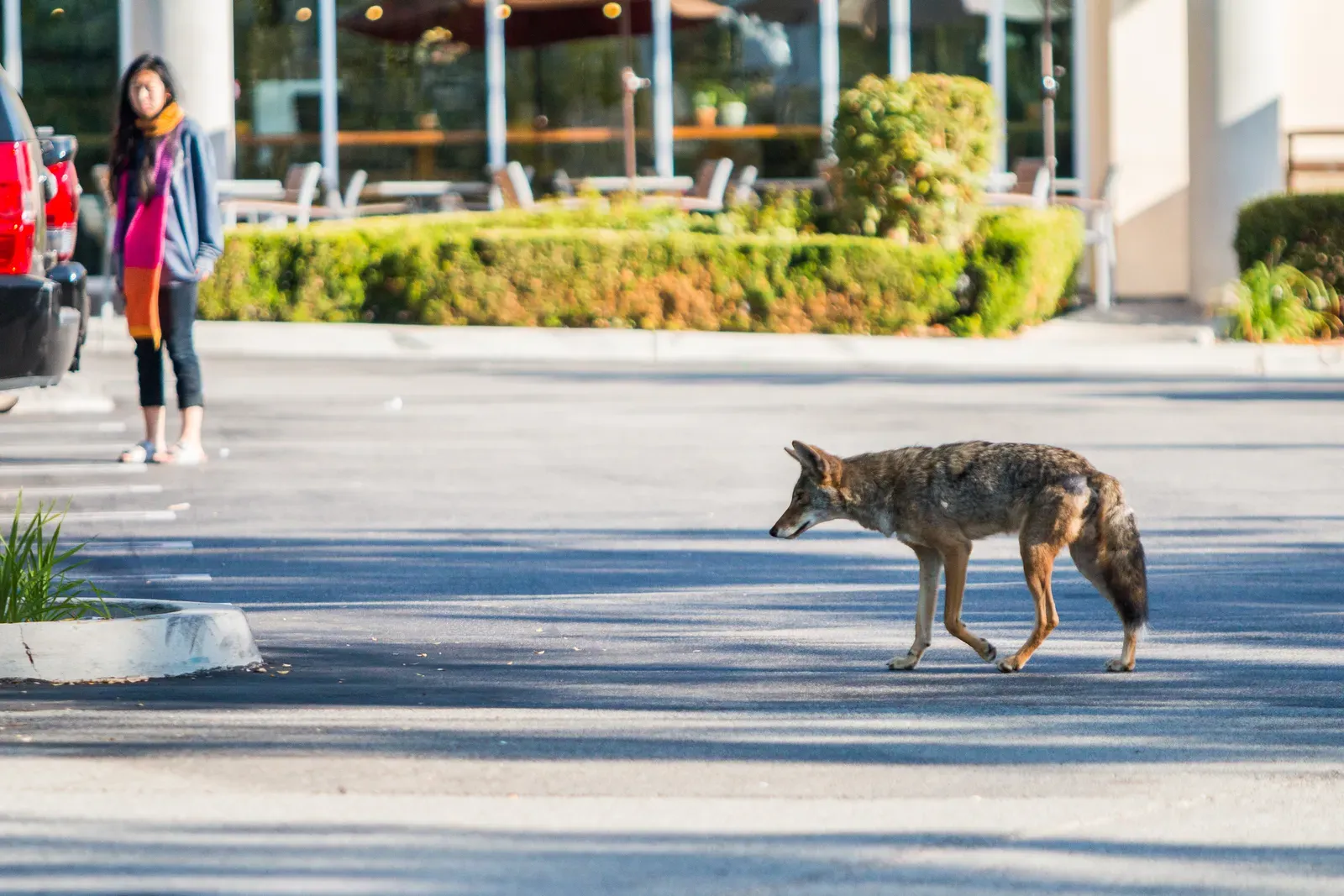 Coyotes: The Stealthy Predators (Image Credits: Wikimedia)