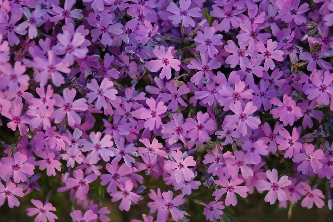 #7 - Creeping Phlox (Phlox subulata): The Ground Cover That Rewires Your Spring (Image Credits: Pixabay)