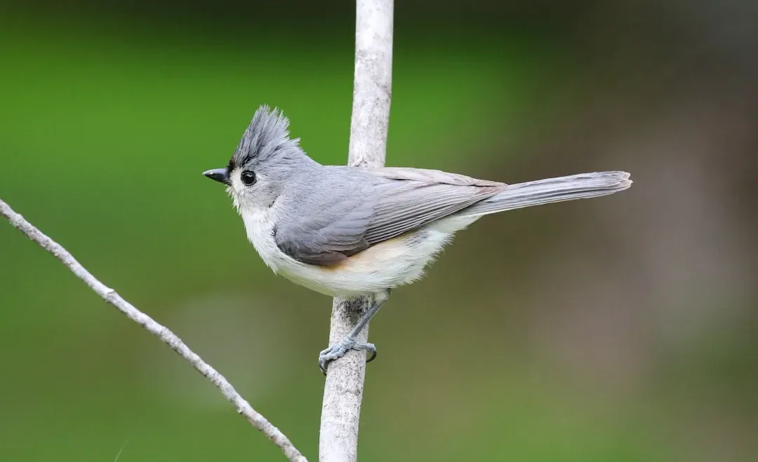 #5: Tufted Titmouse - The Scolding Sentinel of the Feeder (Image Credits: Unsplash)