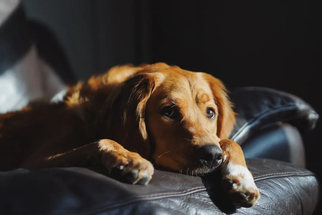 #11 - It Follows You Room to Room Like a Shadow (Image Credits: Unsplash)