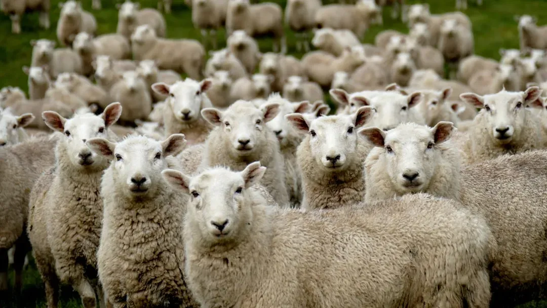 Sheep Huddling Together (Image Credits: Unsplash)