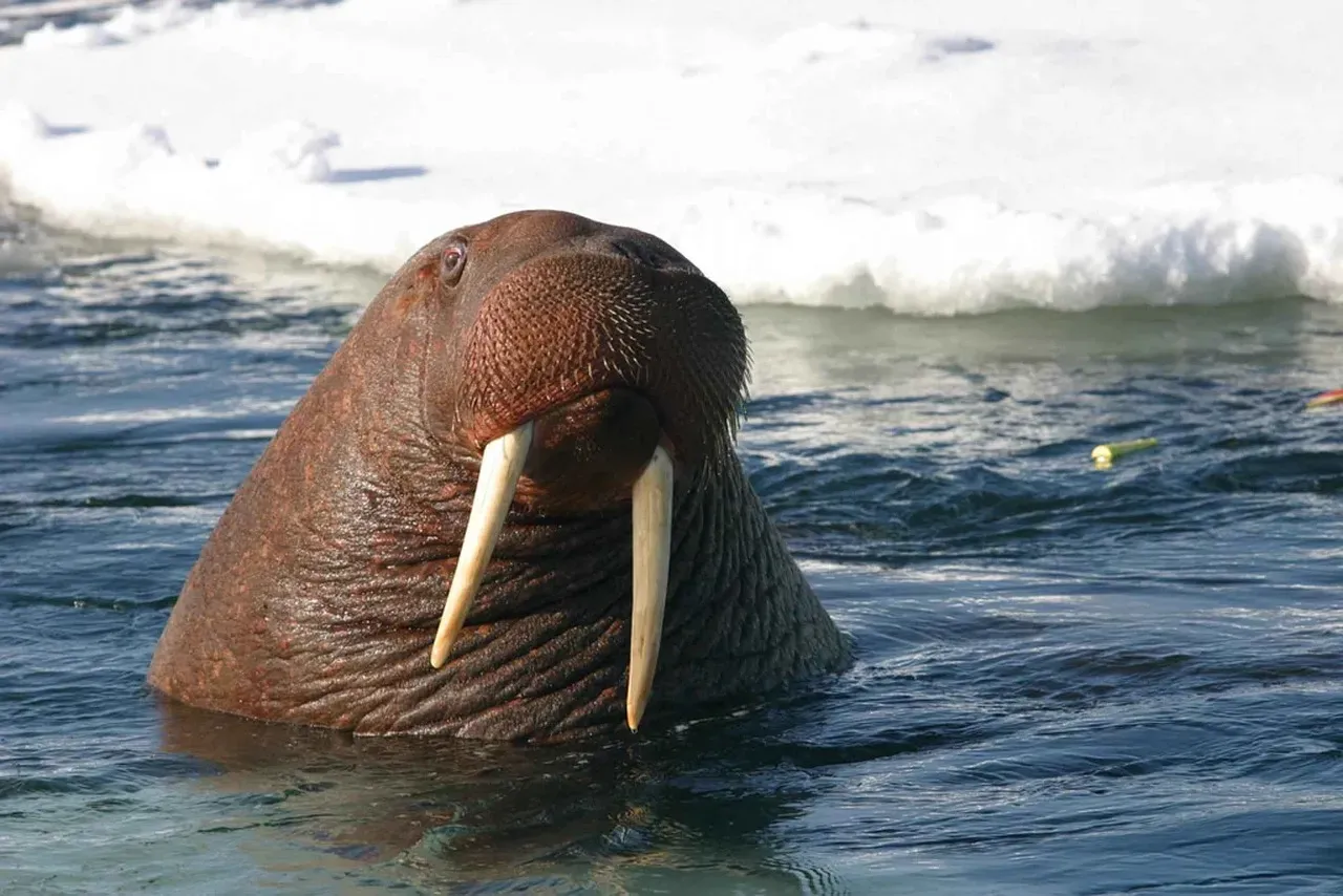 Walrus (Image Credits: Pixabay)