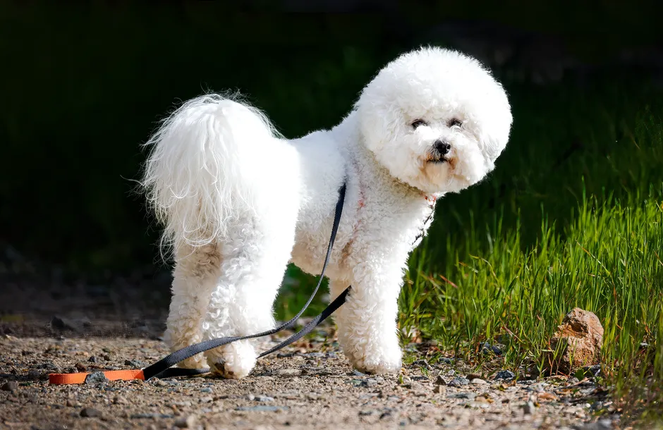 #3 Bichon Frise (Image Credits: Pexels)