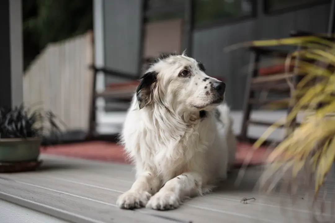 Goodbye Puppy Chaos, Hello Housebroken Harmony (Image Credits: Unsplash)