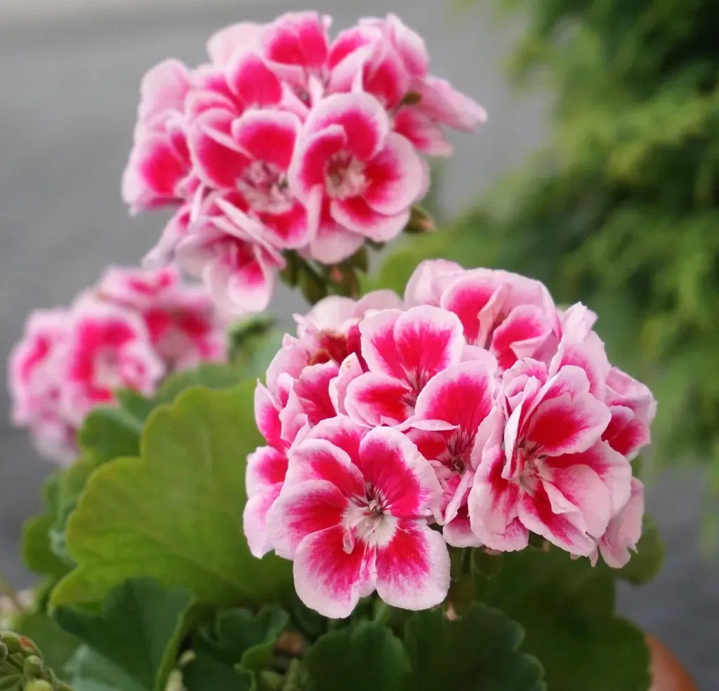3. Geranium (Pelargonium) (Image Credits: Rawpixel)
