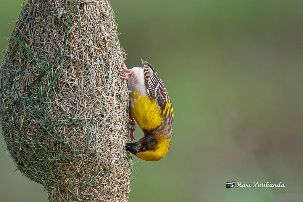 The Baya Weaver: Patience and Precision (Image Credits: Flickr)
