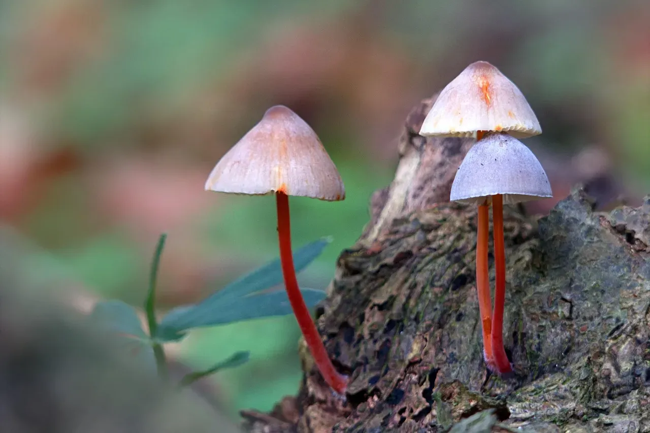 The Physical Journey: Nature's Perfect Recycling System (Image Credits: Pixabay)