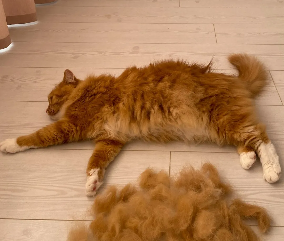 #6 - Excessive Shedding Confused With Normal Coat Blow (Image Credits: Unsplash)