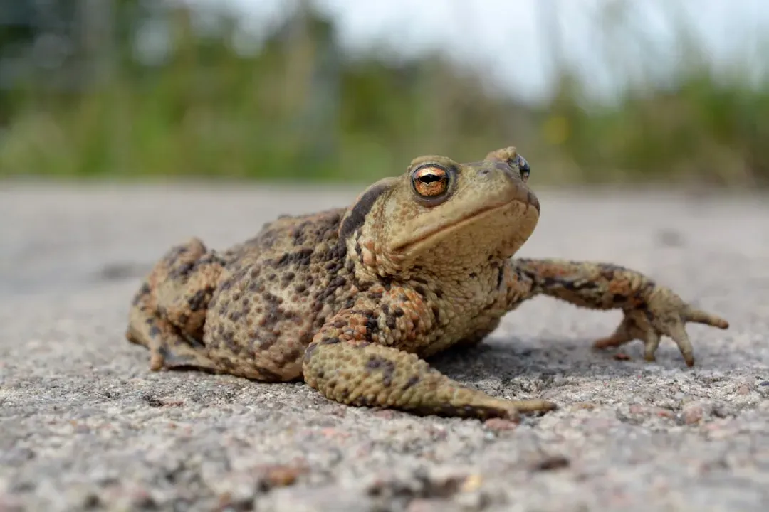 7. Toads: Amphibian Abandoners (Image Credits: Unsplash)