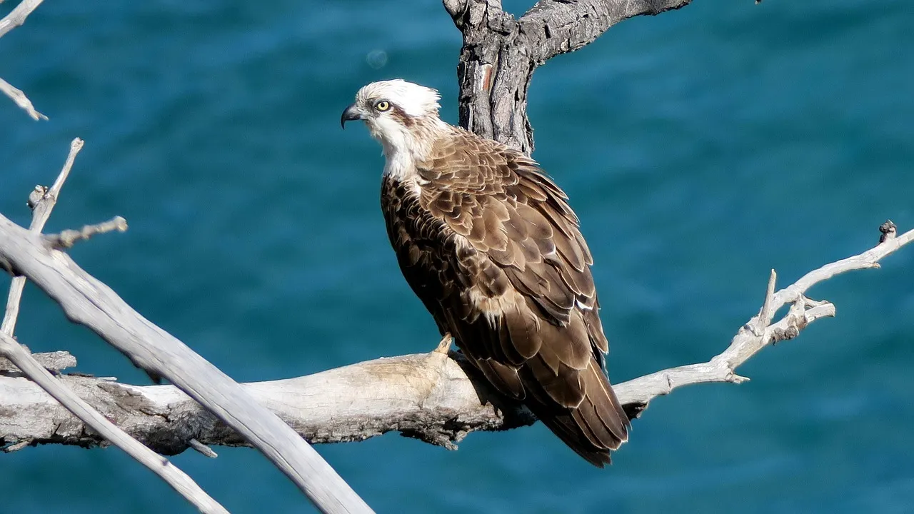 #5 - The Osprey's Sky-High Recovery Over American Waterways (Image Credits: Pixabay)