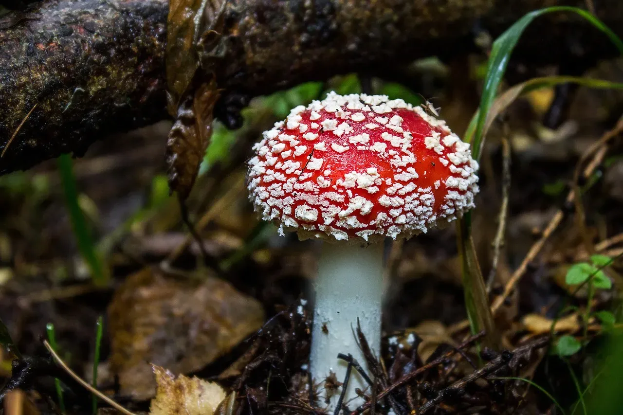 Beautiful Plants That Can Seriously Hurt You (Image Credits: Pixabay)