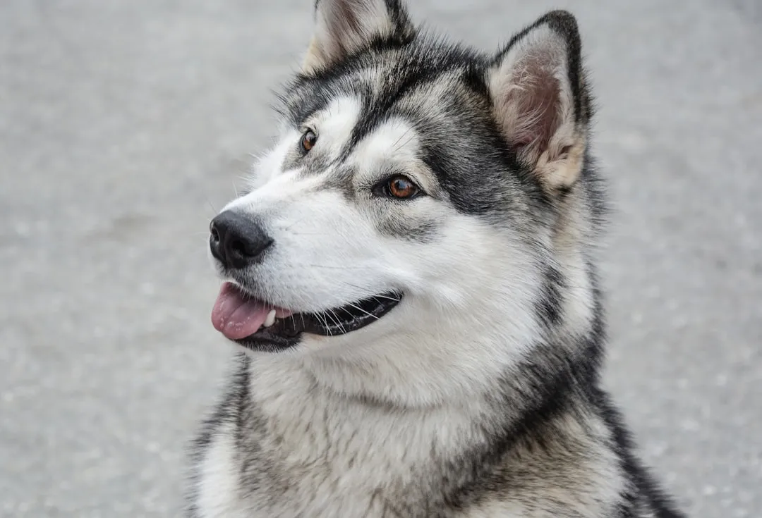 #16 - Alaskan Malamute: Powerhouse Puller Who Hates the Heat (Image Credits: Unsplash)