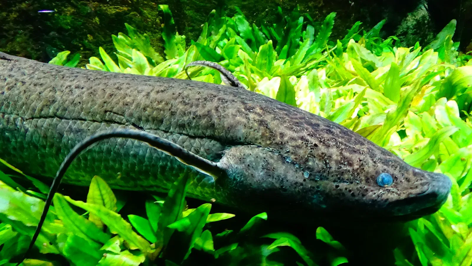2. The West African Lungfish: A Living Time Capsule (By Cedricguppy - Loury C&eacute;dric, CC BY-SA 4.0)