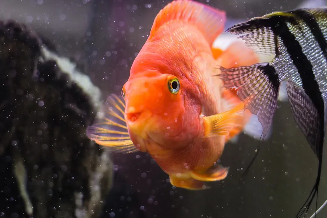 Conclusion: The Most Astonishing Aquarium in the World Is Already Here (Image Credits: Unsplash)