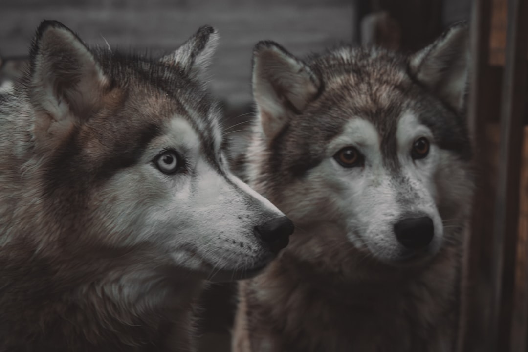 Wolves Can Form Lasting Bonds with Their Human Caretakers (Image Credits: Unsplash)