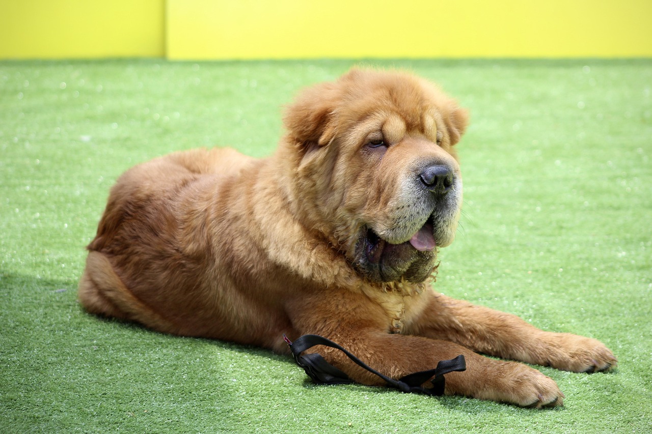 #14 - Chinese Shar Pei (Image Credits: Pixabay)