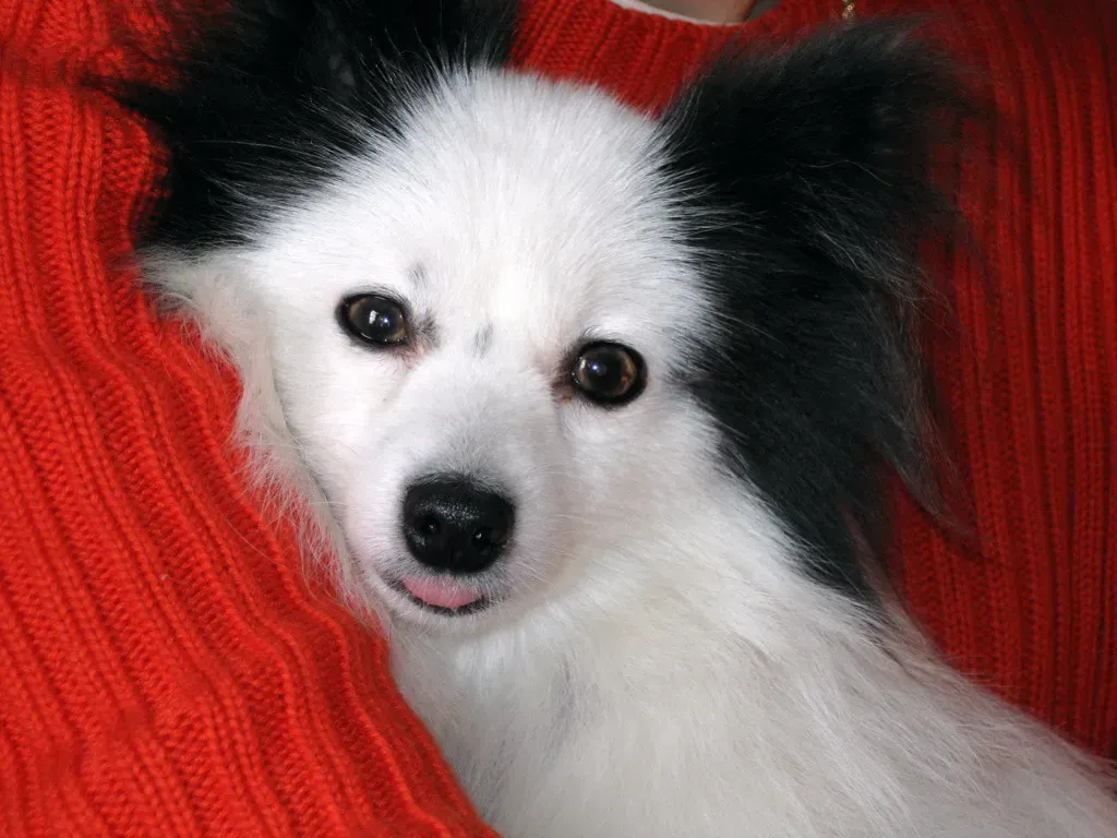 7. Papillon: Tiny Dog, Towering Intellect (Image Credits: Flickr)