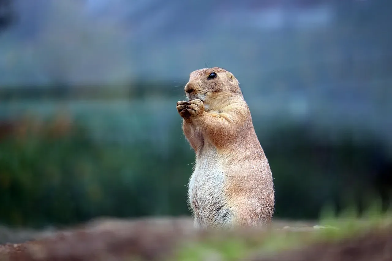 Conclusion: A Species Worth Protecting (Image Credits: Pixabay)