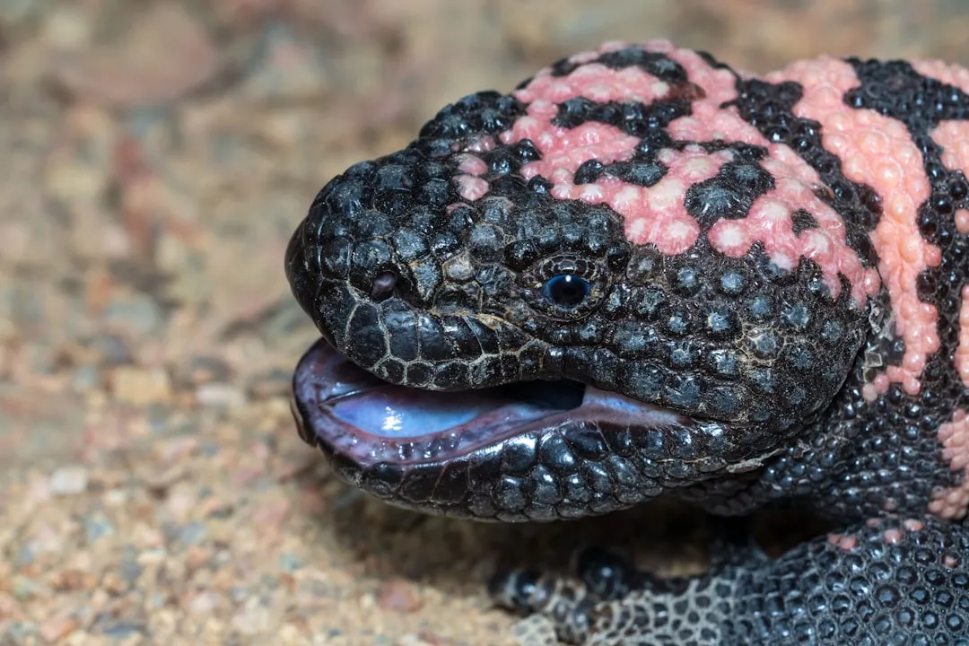 6. The Gila Monster: A Venomous Neighbor You Rarely See Coming (Image Credits: Unsplash)