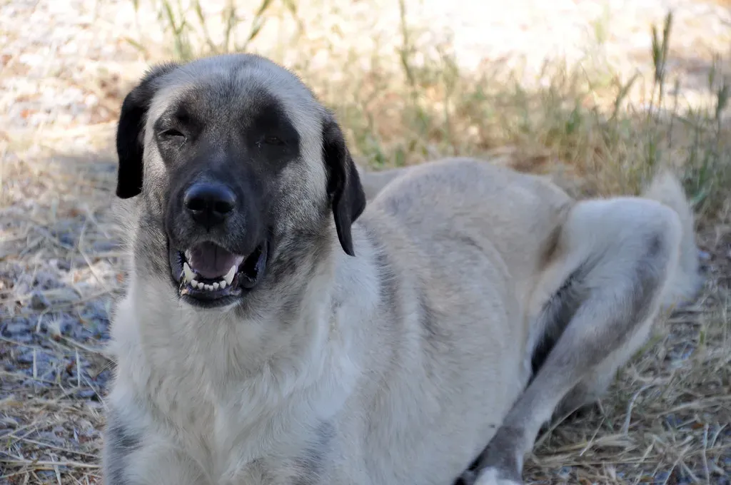 3. Kangal (Panegyrics of Granovetter, Flickr, CC BY-SA 2.0)