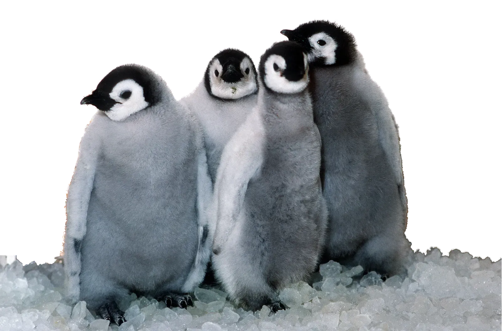 Fairness, Feathers, and the Future of the Huddle (By Struthious Bandersnatch, CC BY-SA 3.0)