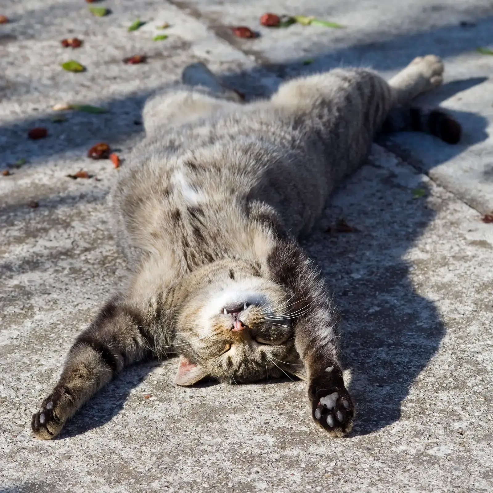 Cats Only Purr When They're Happy (Image Credits: Wikimedia)