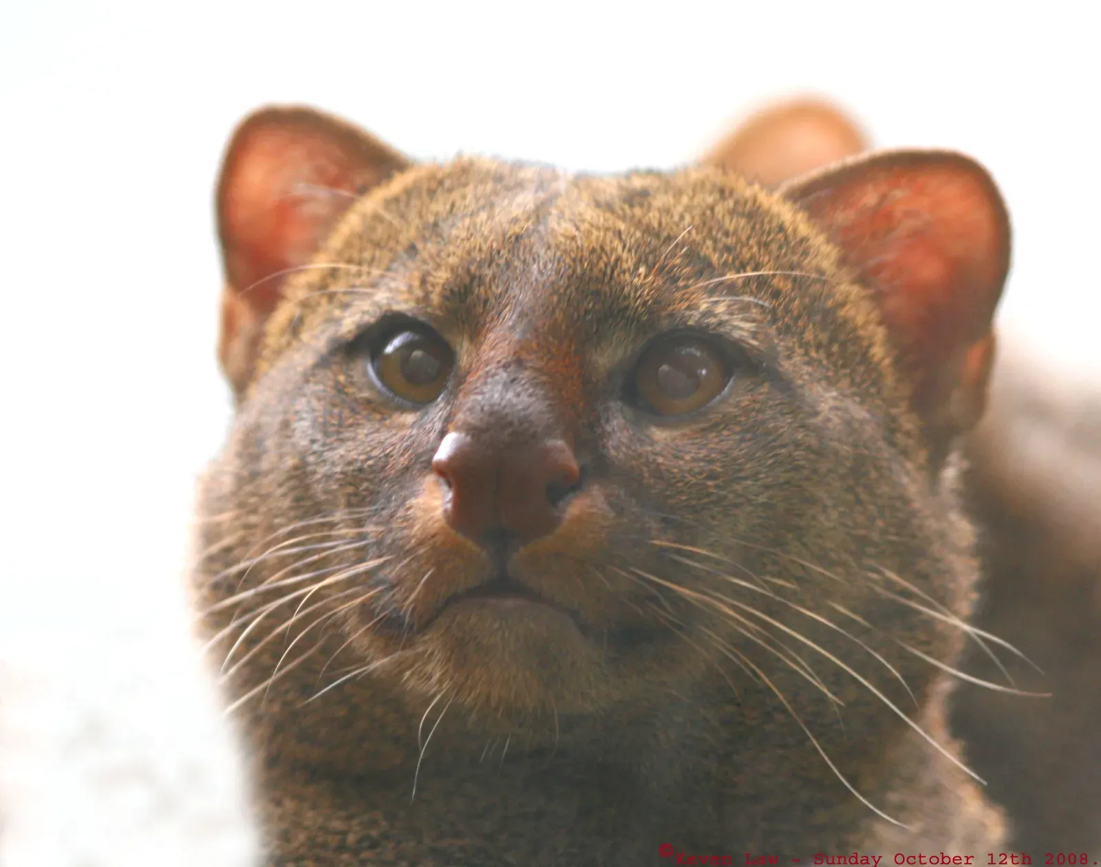 They Look Like No Other Cat You've Ever Seen (Image Credits: Wikimedia)