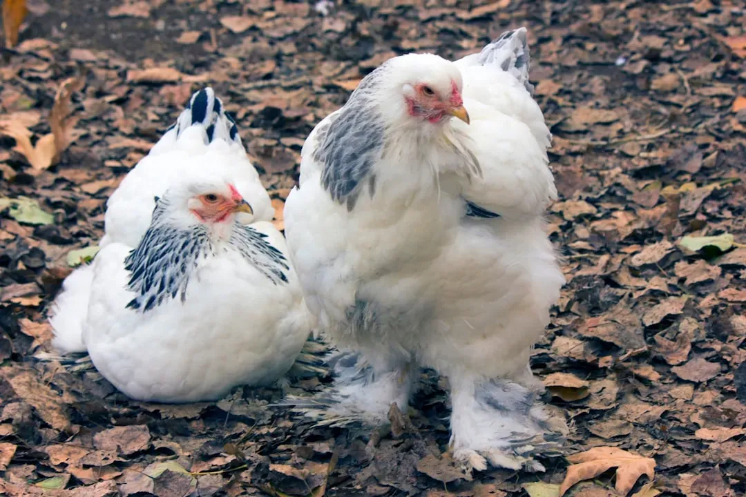 Georgia: The Undisputed Broiler Champion (Image Credits: Unsplash)