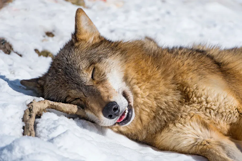 Dreams Often Feature Their Humans (Image Credits: Flickr)
