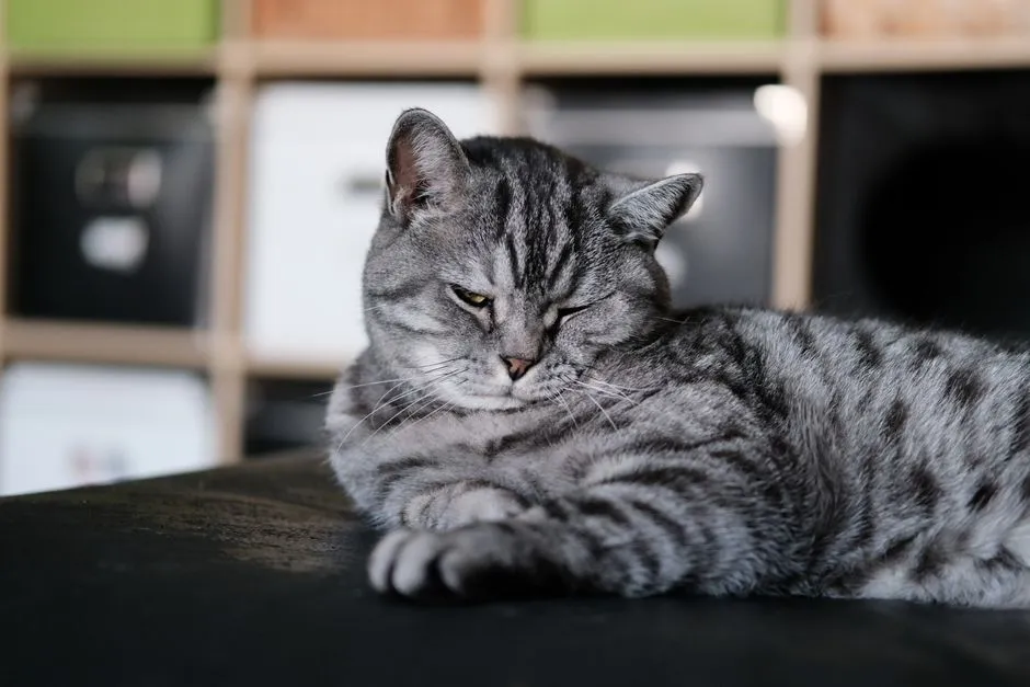 #9 - American Shorthair: Understated and Adaptable (Image Credits: Pexels)
