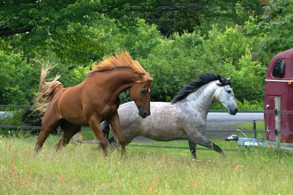 Andalusian (Pura Raza Española) (Image Credits: Flickr)