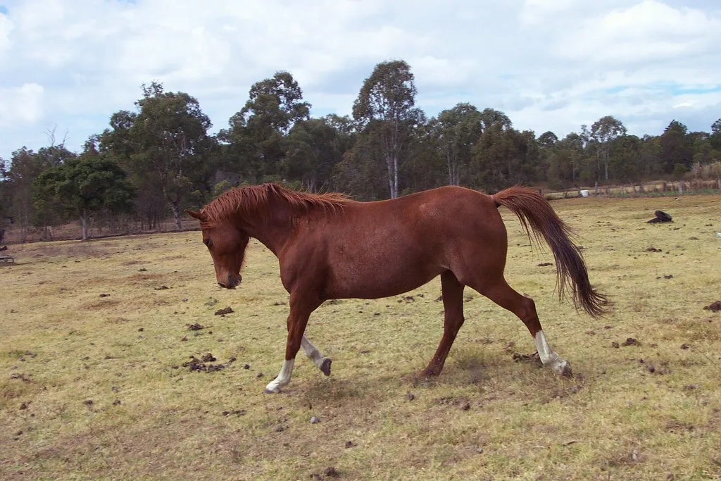 #13 - Warmbloods Are Bred for Elegance and Built With Fragile Joints (Alikai, Flickr, CC BY 2.0)