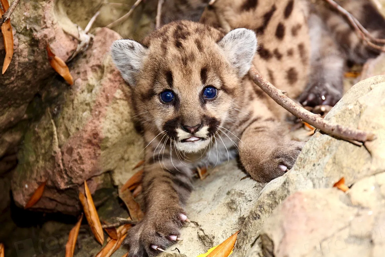 They Raise Kittens in the Quietest Corners of Our Chaos (Image Credits: Rawpixel)