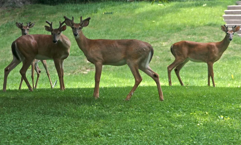 #1 - Animals Stop Scattering at Your First Step Outside (crimfants, Flickr, CC BY-SA 2.0)