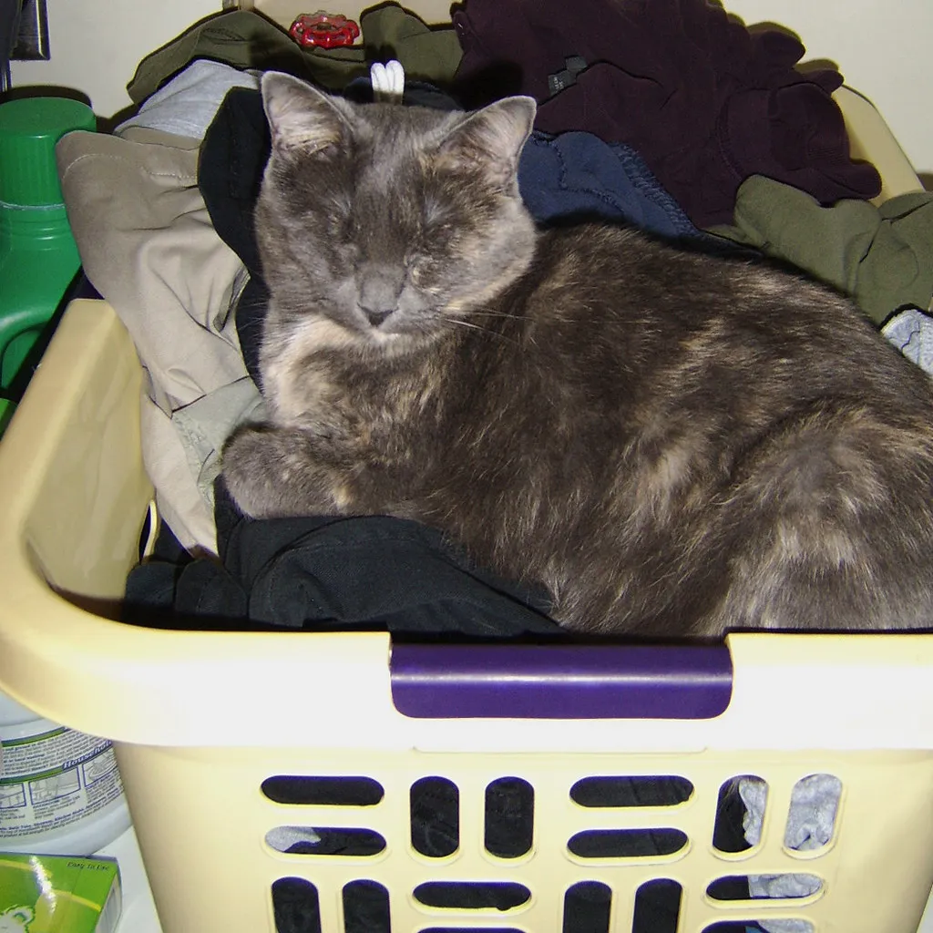 #2 - They Sleep Where Your Scent Is Strongest (seedoubleyouaretoo, Flickr, CC BY 2.0)