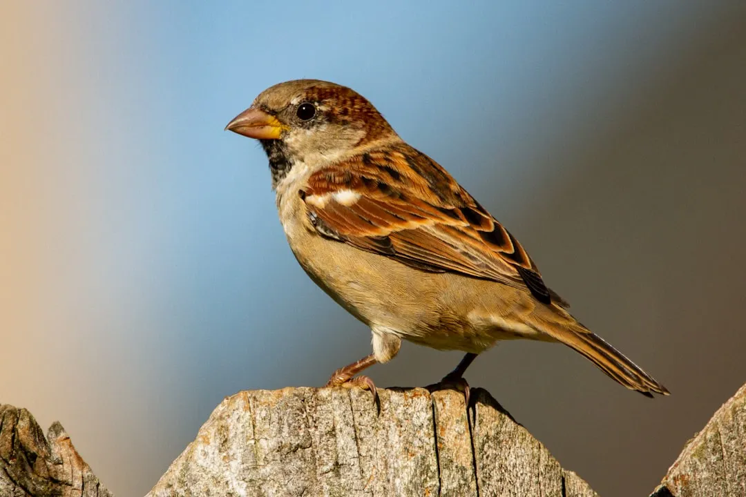 #20 - House Sparrows Have Nearly Vanished From Their Own Namesake Habitat (Image Credits: Unsplash)