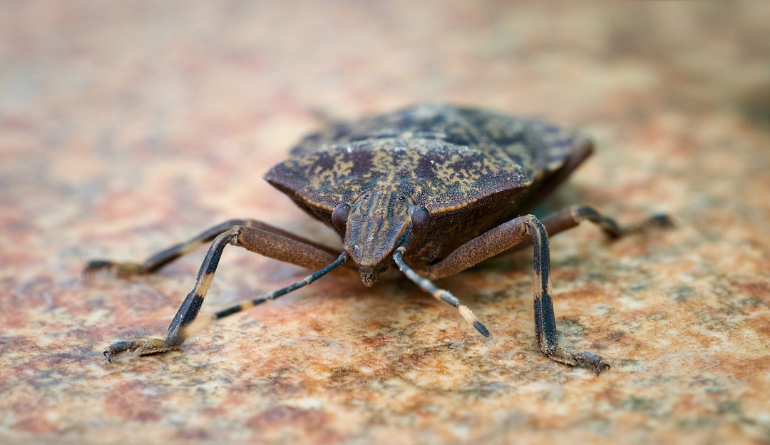 Stink Bugs: The Shield-Shaped Plant Destroyers (Image Credits: Unsplash)