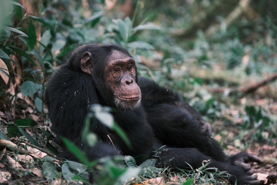 Apes (Image Credits: Unsplash)