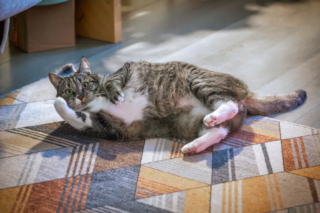 #2 Rubbing Their Belly (Yes, Even When They Roll Over) (Image Credits: Unsplash)