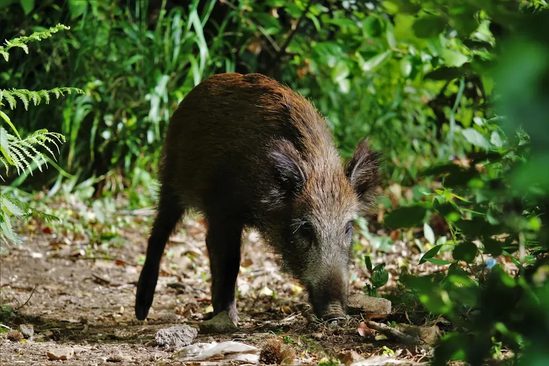 12. The Wild Boar: Explosive and Unstoppable (Image Credits: Unsplash)