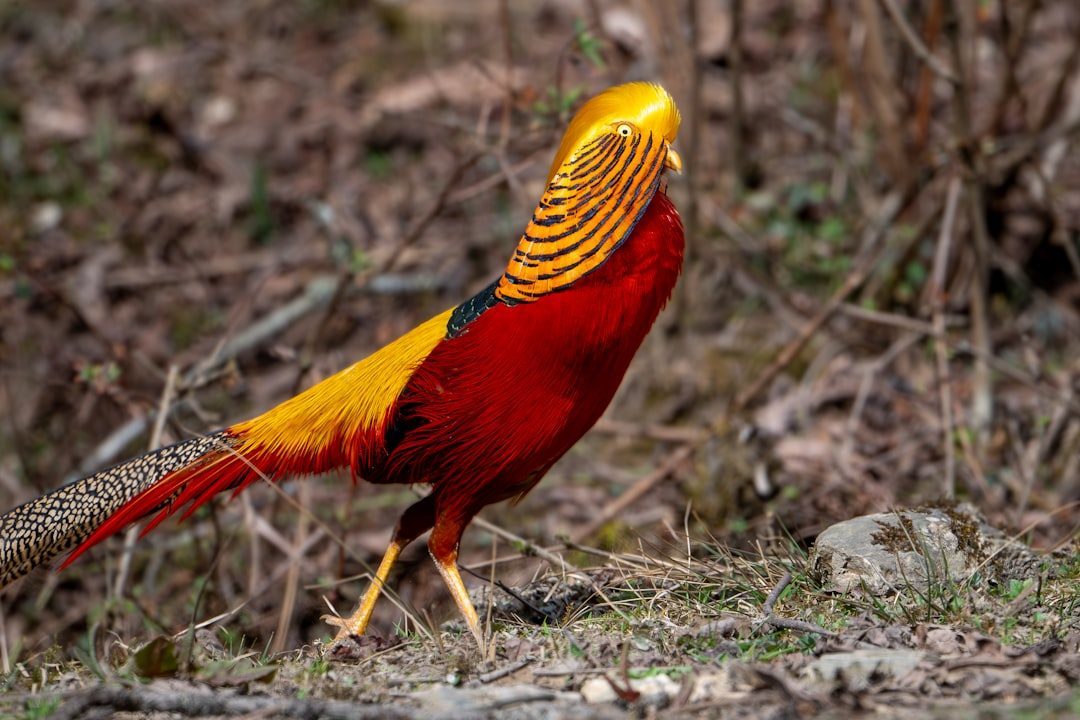 Golden Pheasant (Image Credits: Unsplash)